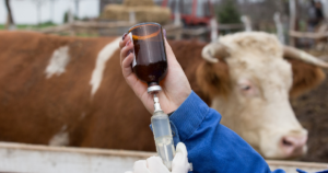 Vacunacion Ganado Vacunacion Ganado