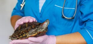 Tortuga exótica Tortuga