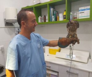 Alcon exótico Alcon