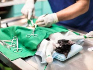 Cirugia felina Castraciones