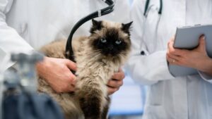 Mascotas Gato Mascotas