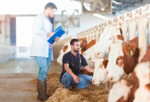 Ganado lechero Ganado bovino