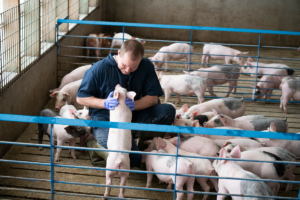 Cerdo de granja Animal de granja